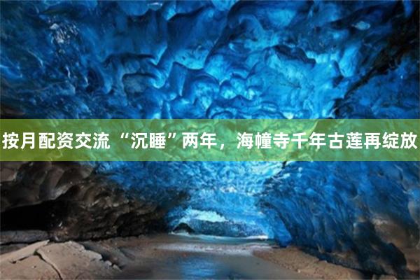 按月配资交流 “沉睡”两年，海幢寺千年古莲再绽放